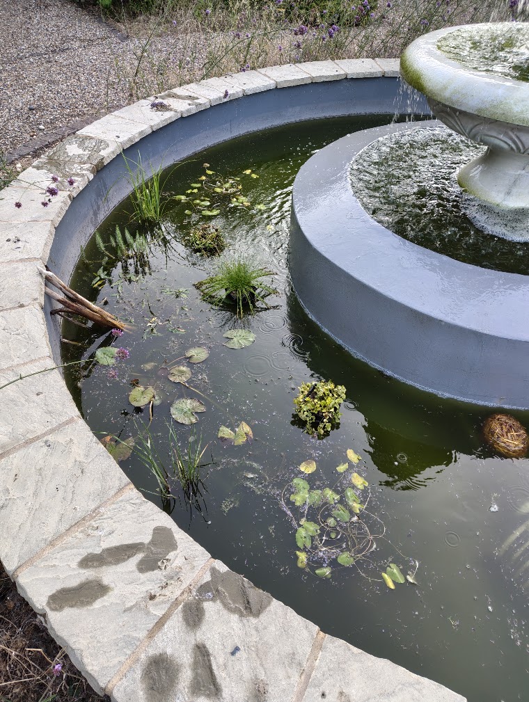 The pond after rearranging and clearing out