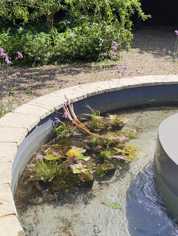 The pond four days after planting