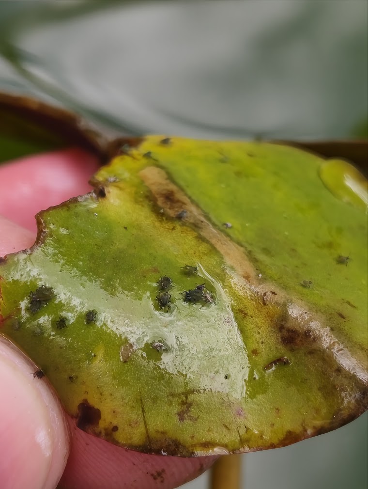 Unnamed water lily, 7 Aug 2026