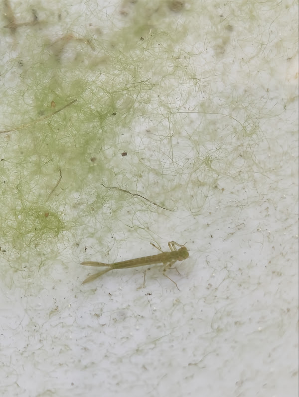 Damselfly larva in the balcony pond