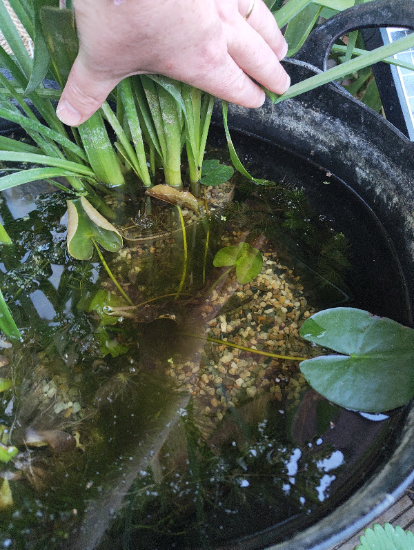 First balcony lily pads