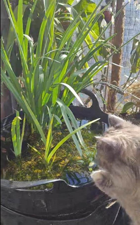 Balcony pond initial picture