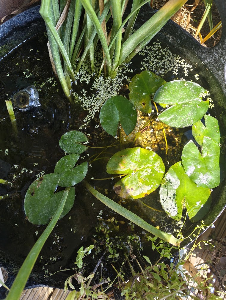 The balcony pond, getting crowded