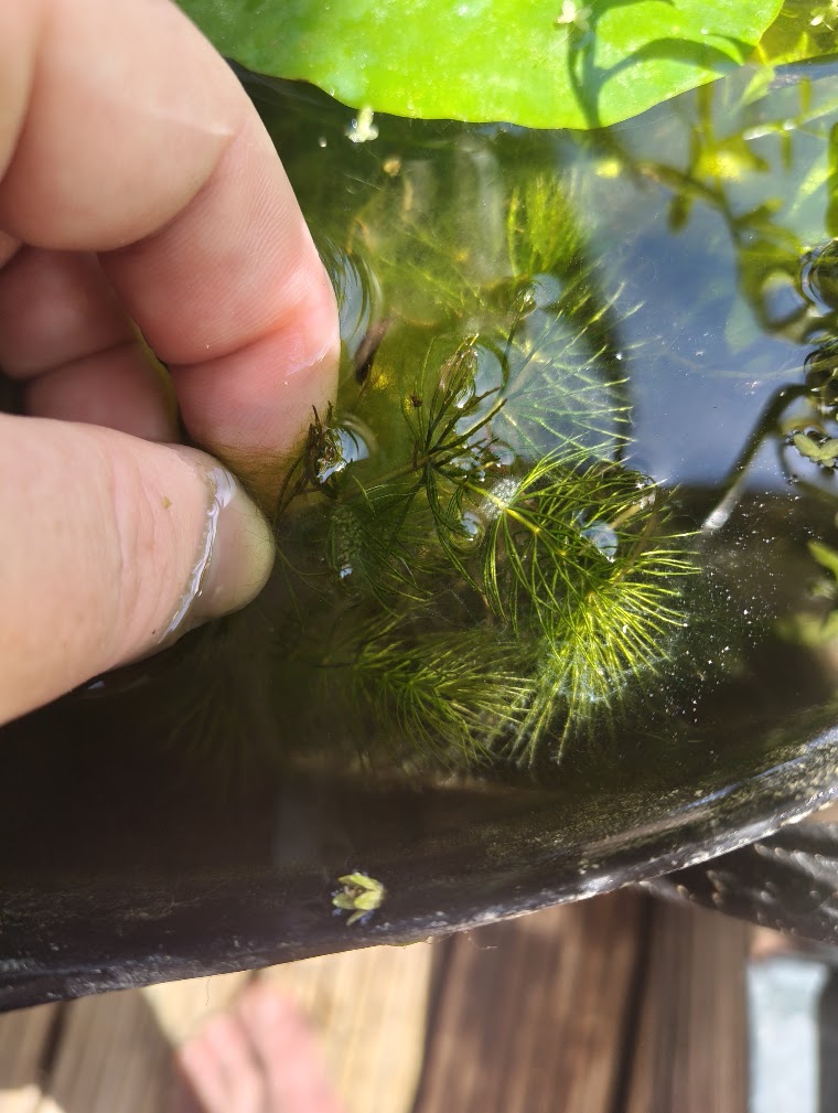 Snail eggs on the underside of a lily pad
