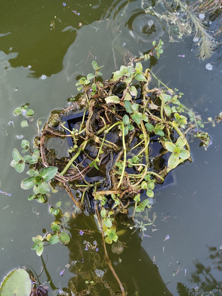 Brooklime, 25 Jul 2026