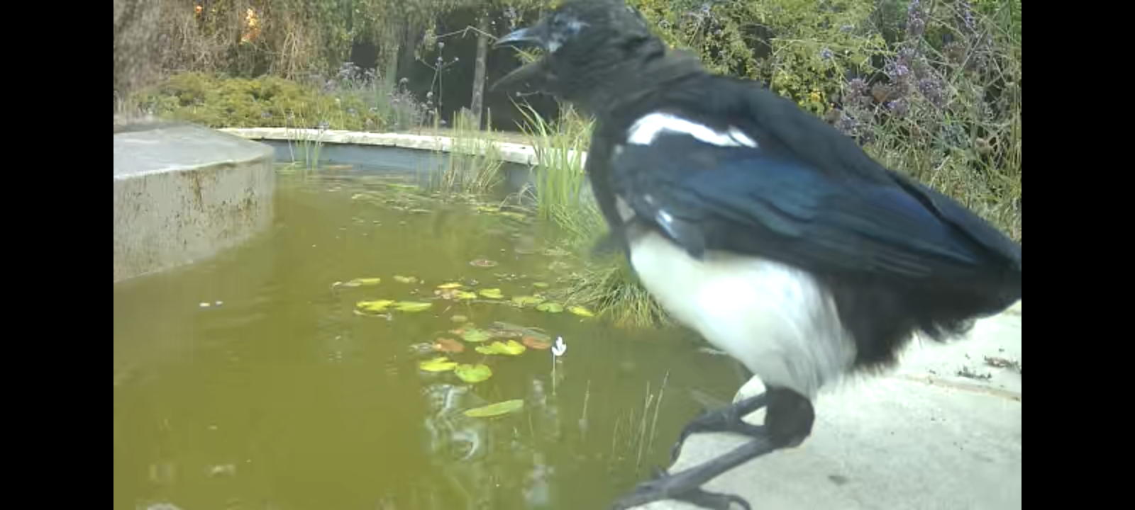 A magpie standing at the side of the fountain pond with its beak open, panting in the summer heatwave.