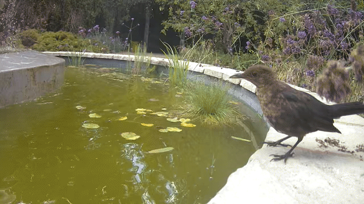 Female common blackbird visiting the pond
