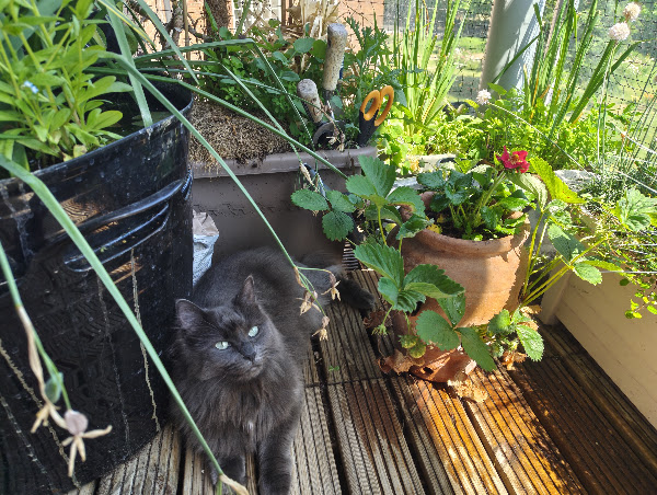 Cat chilling by my balcony pond