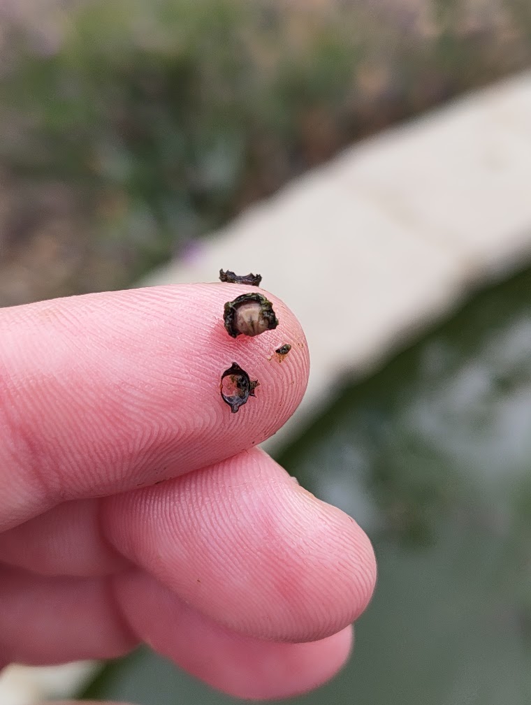 Broken pea clam