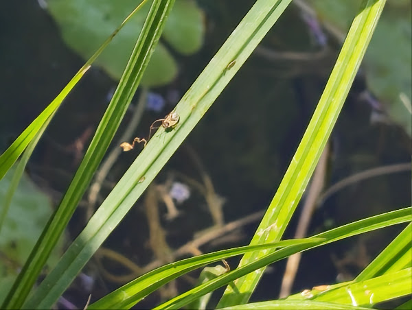 Shield bug on the rushes