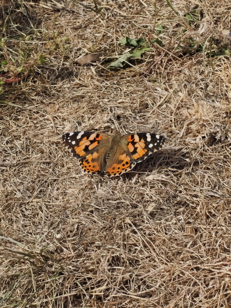 Painted lady butterfly