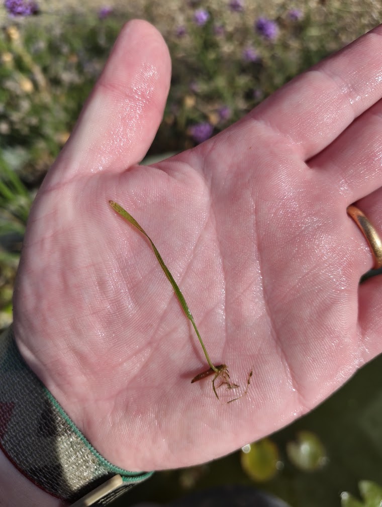 Water starwort, 28 Jul 2026