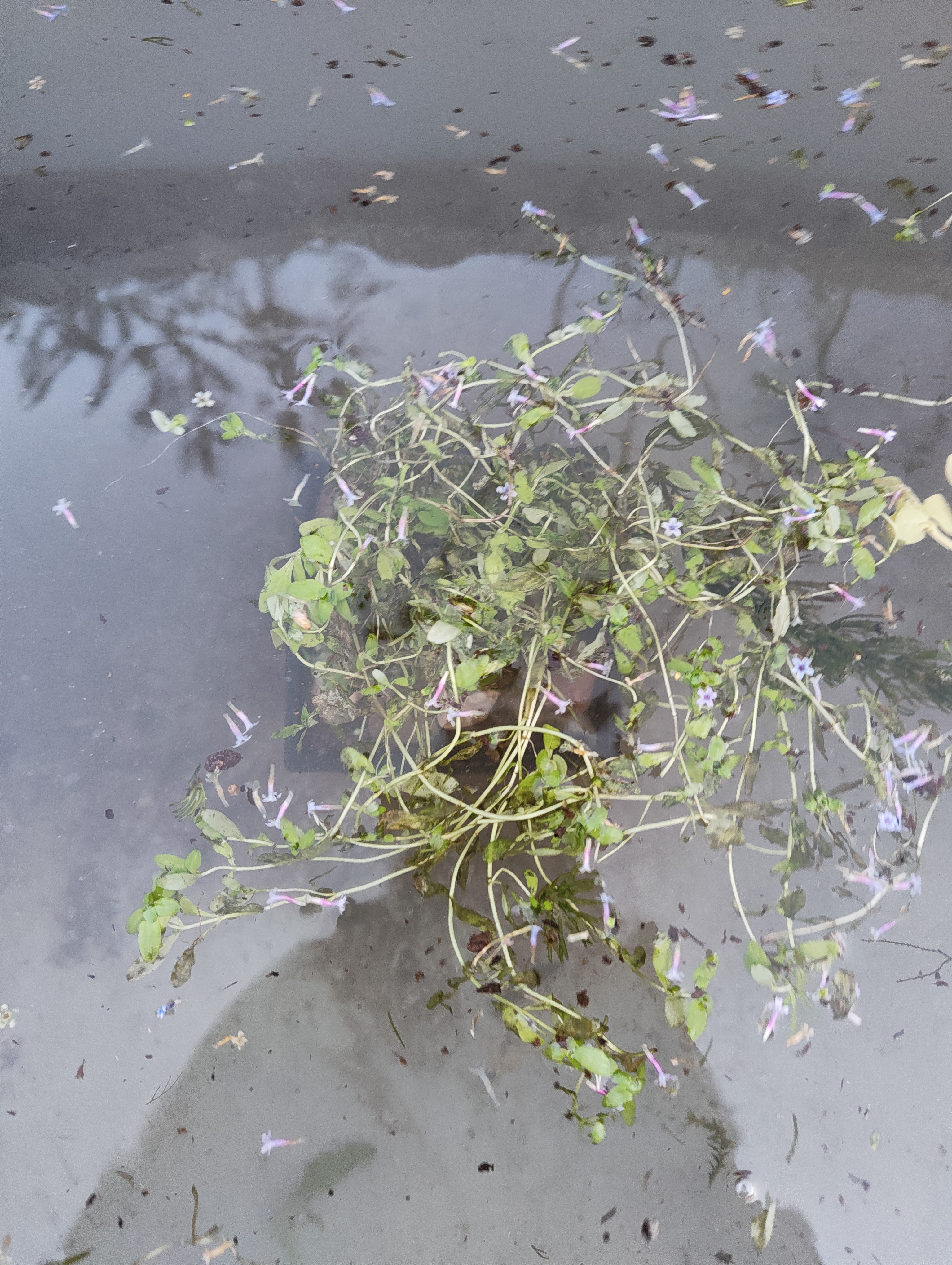 Water starwort shortly after planting