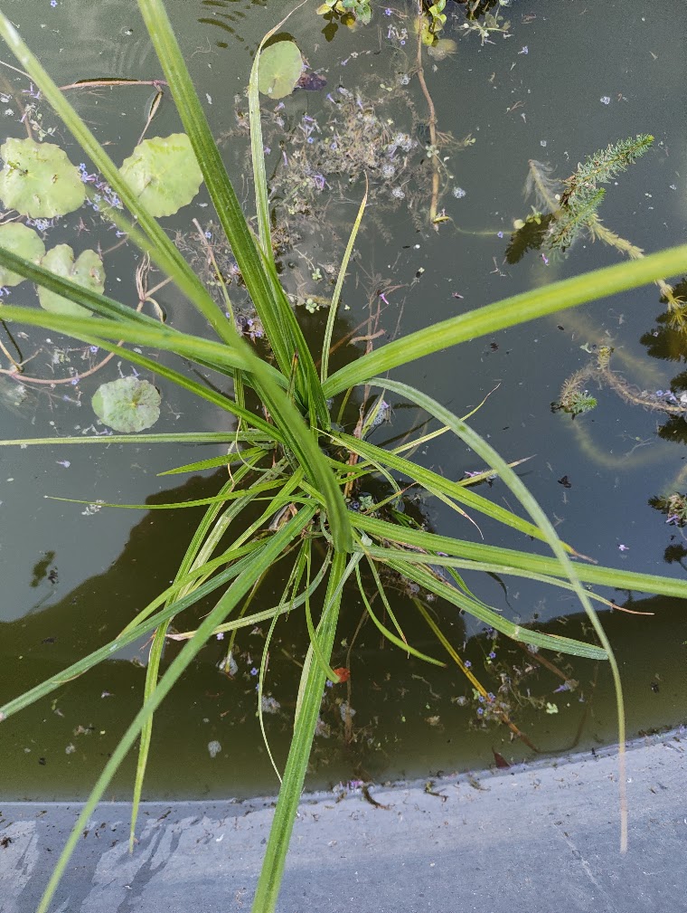 Lesser pond sedge, 25 Jul 2026