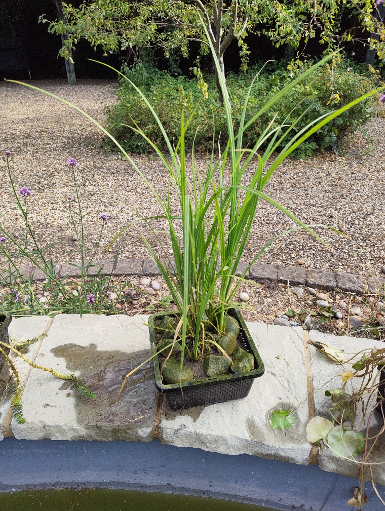 Lesser pond sedge, 28 Jul 2026