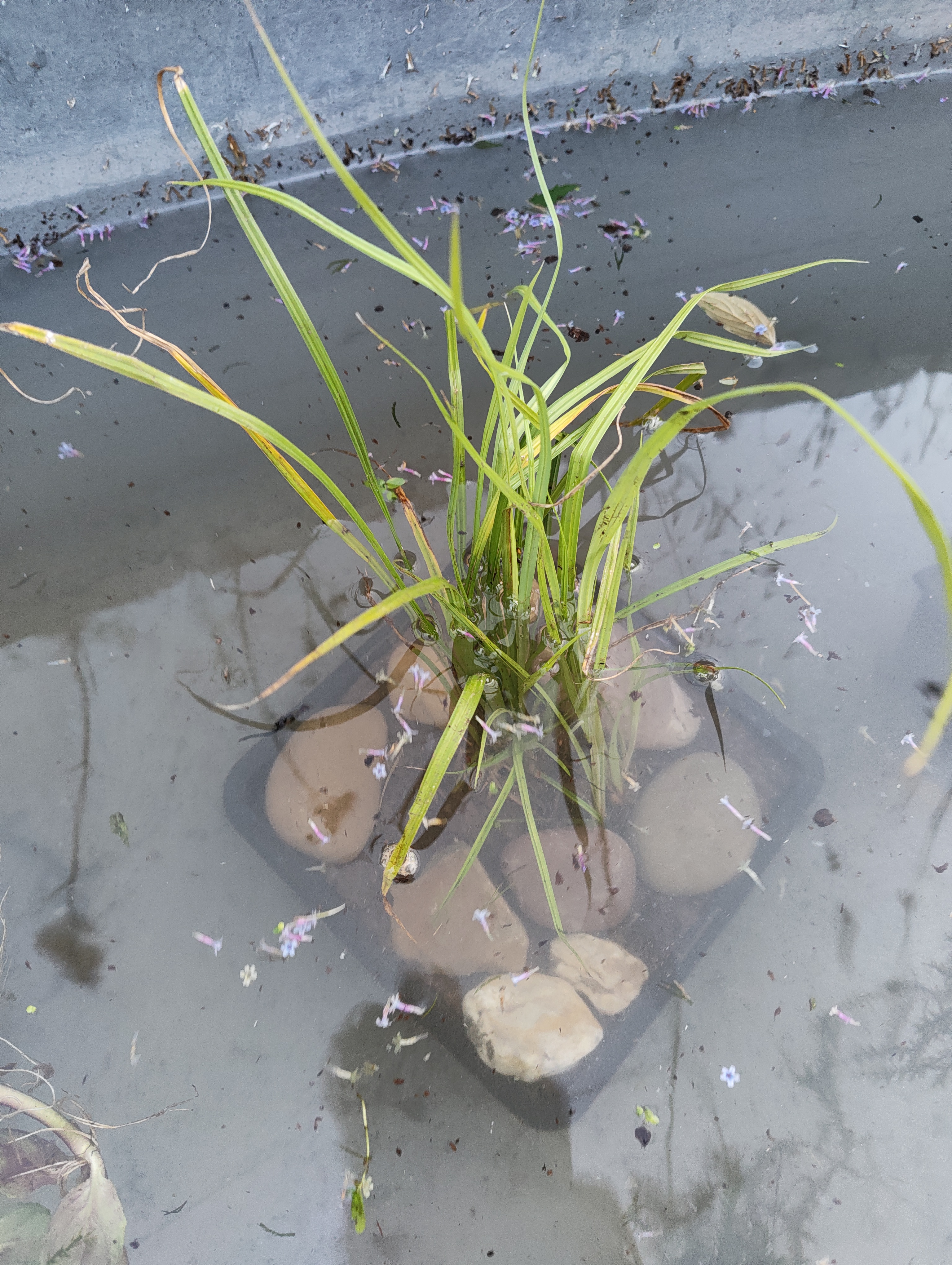 Lesser pond sedge shortly after planting