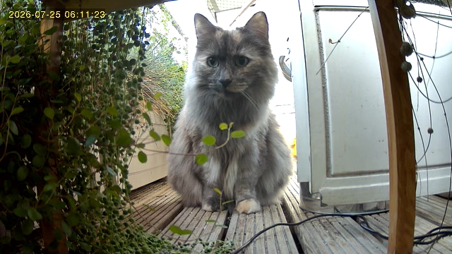 Testing the detection pipeline on the cats