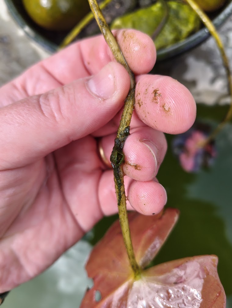 Pea clam