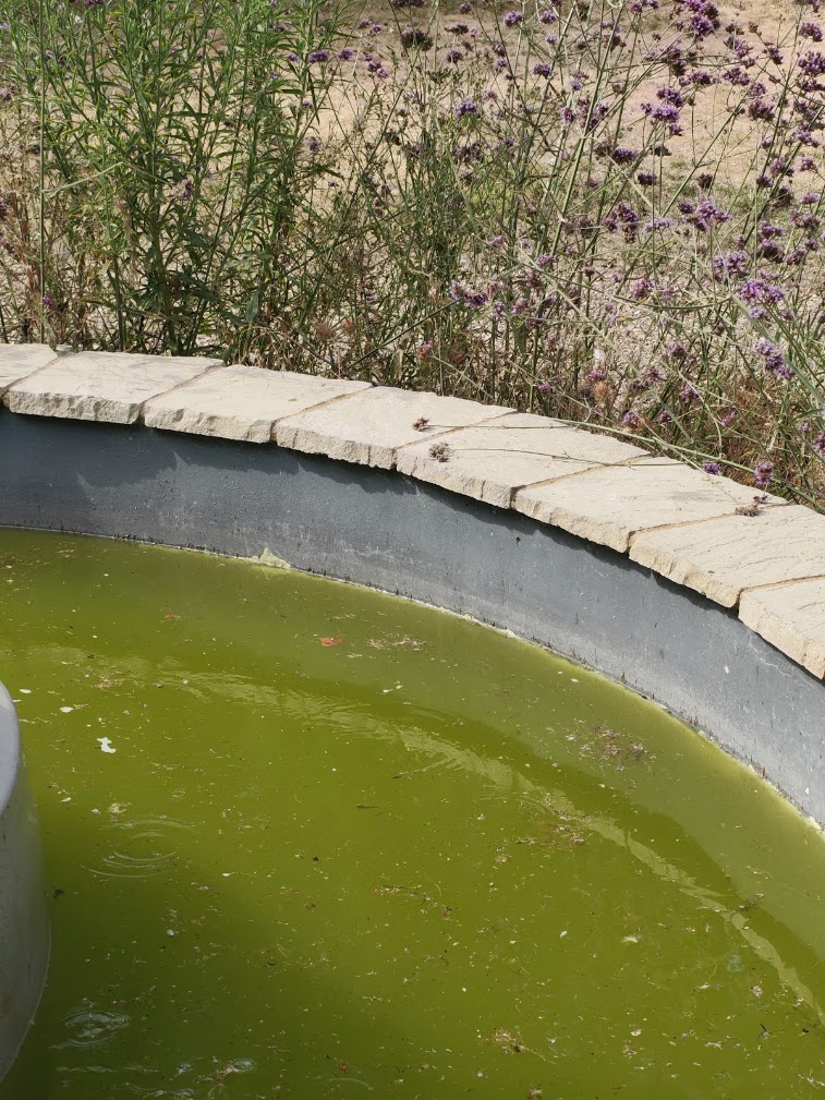 Crack in the pond