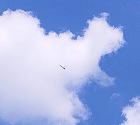 Dragonfly, zoomed in