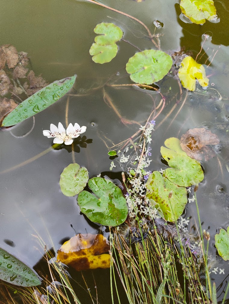 Common duckweed shortly after planting