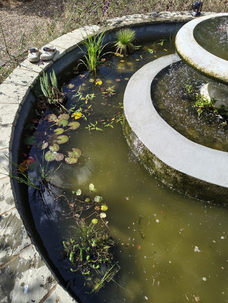 Everything in the pond