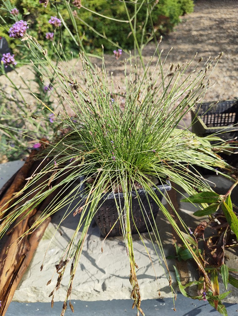 Fibre optic plant, 28 Jul 2026