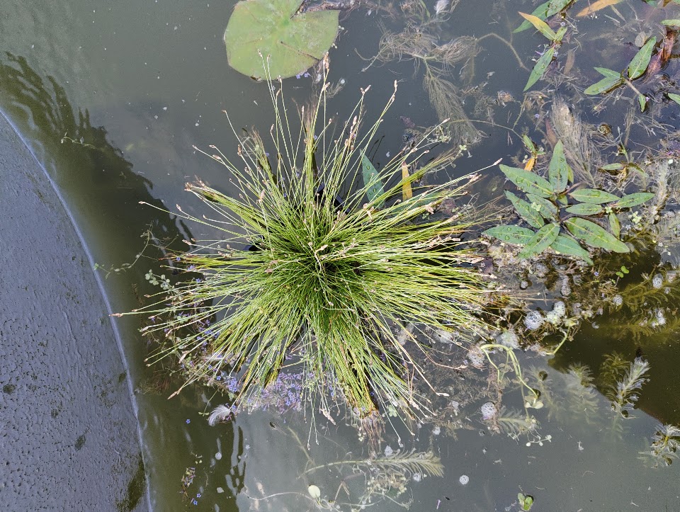 Fibre optic plant, 25 Jul 2026