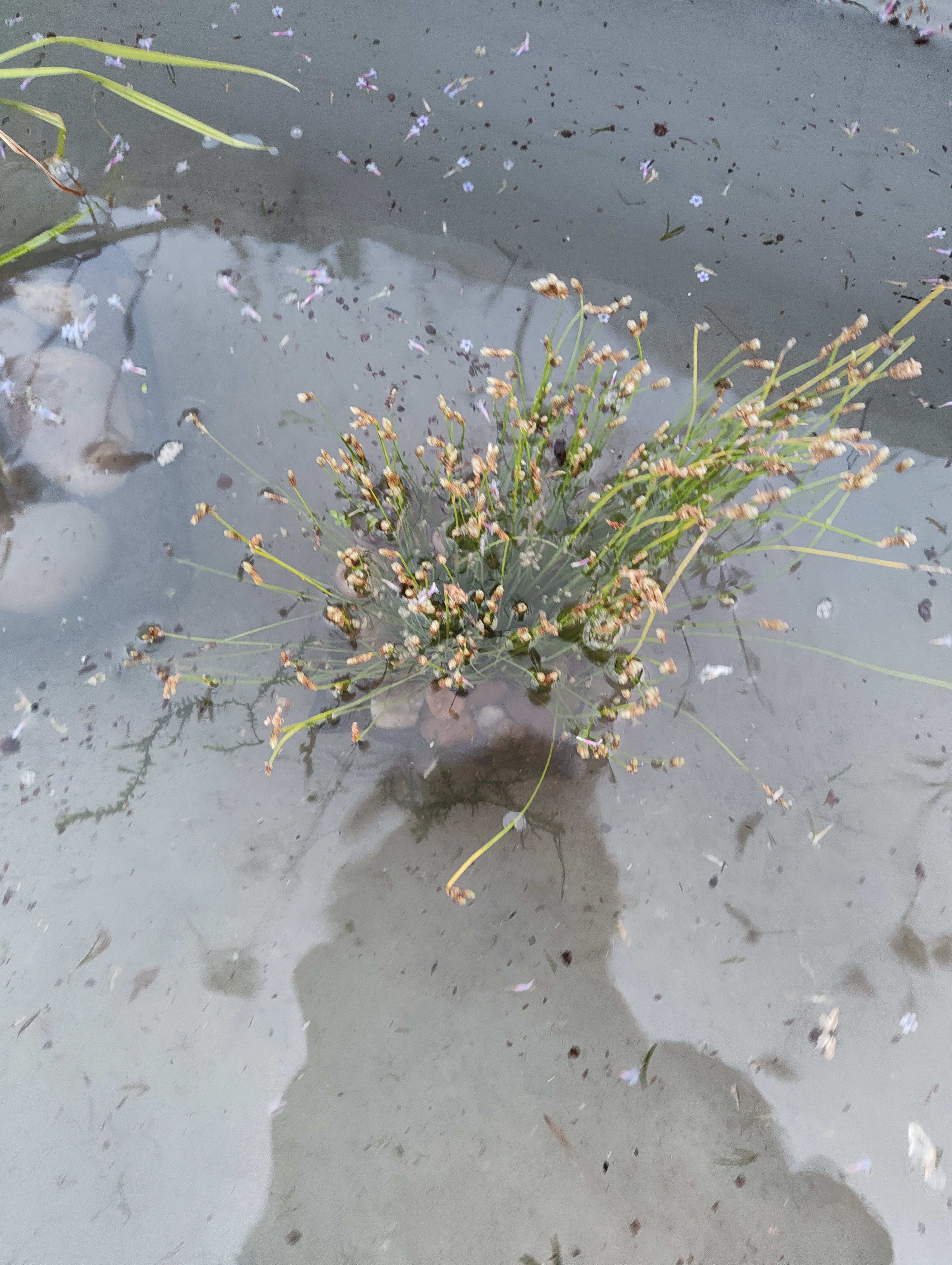 Fibre optic plant shortly after planting