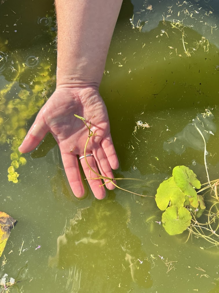 Floating heart root system sending up new stems
