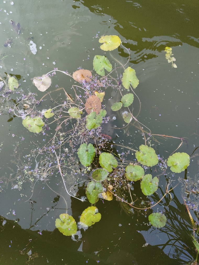 Floating heart, 25 Jul 2026