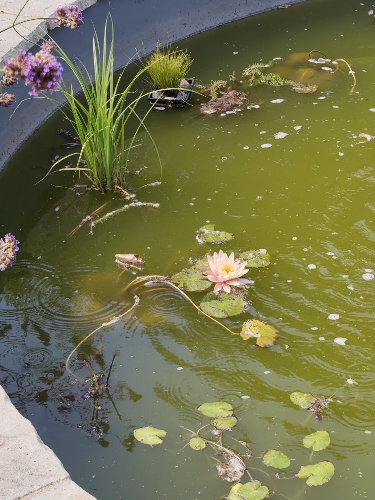 Water lily flower blooming in the pond