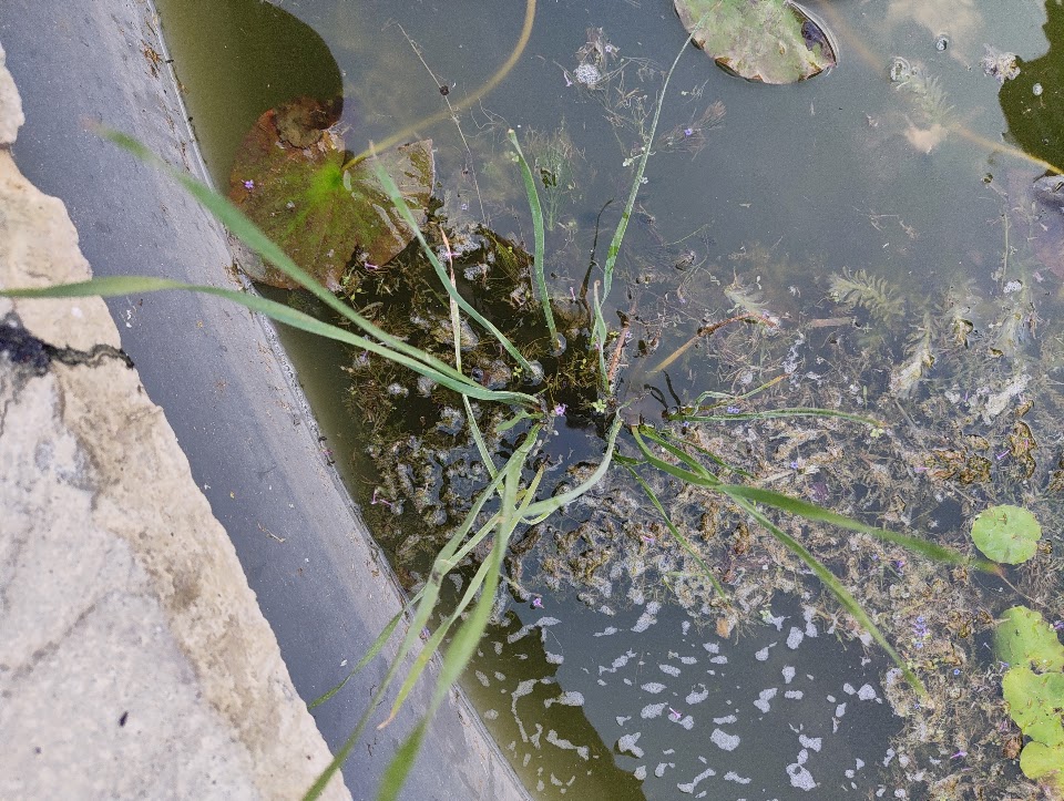 Flowering rush, 25 Jul 2026