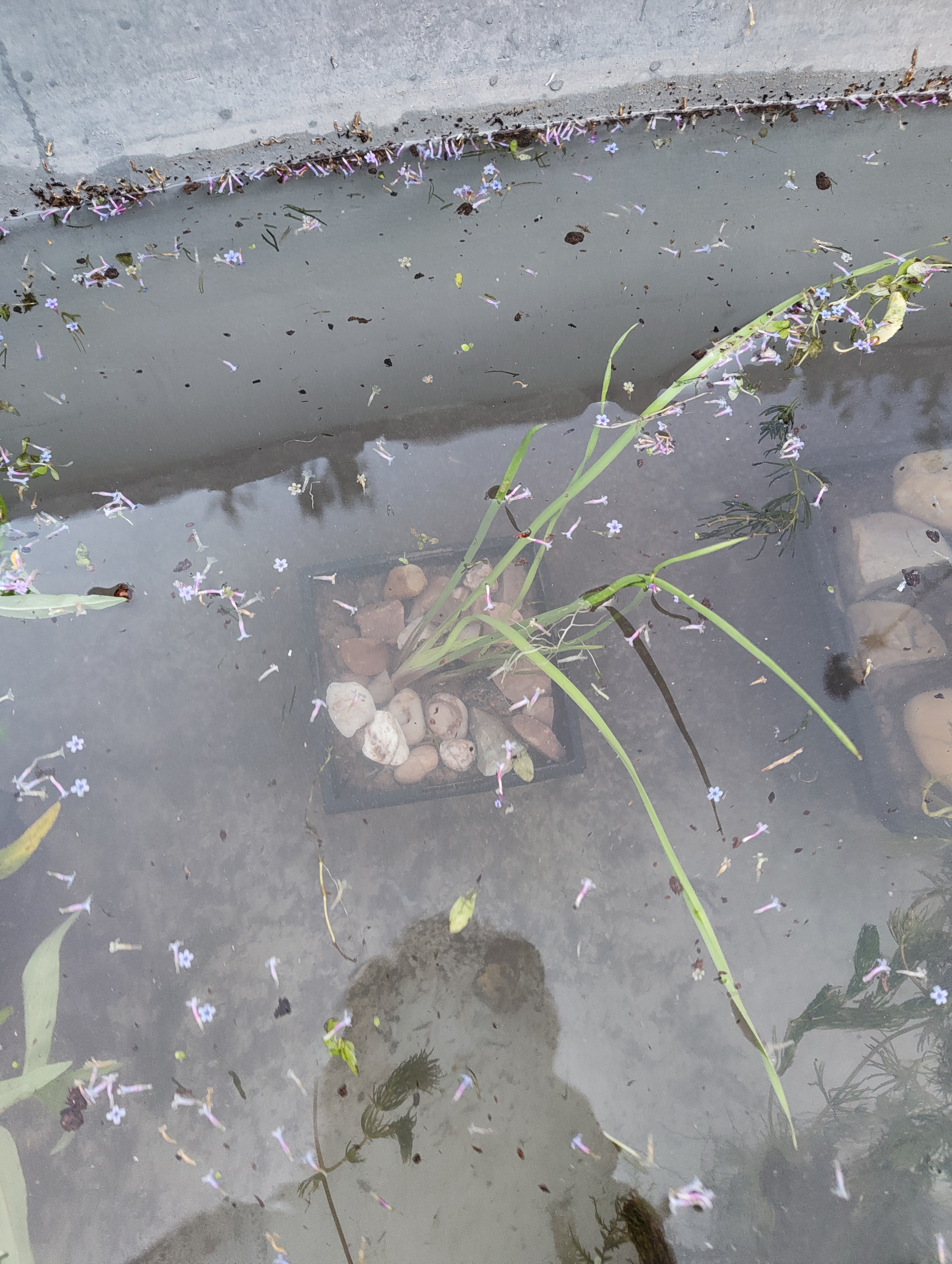 Flowering rush shortly after planting