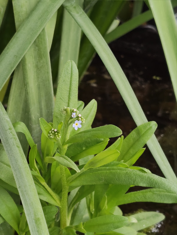 First forget-me-not flowers
