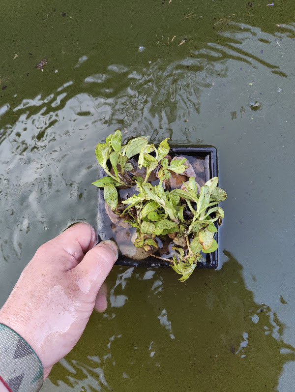 Water forget-me-not shortly after planting