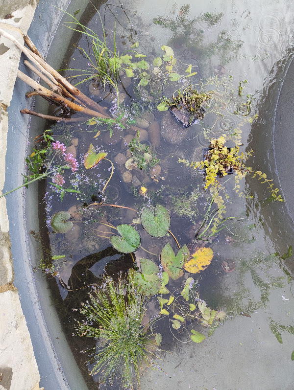 The fountain on the 8th, plants grown in since planting