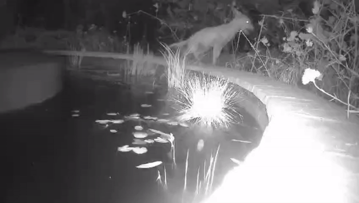 Fox visiting the pond at night