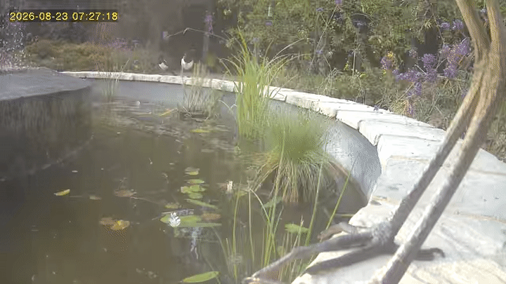 Grey Heron visiting the pond