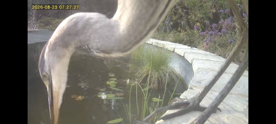 Grey Heron lanceolate beak