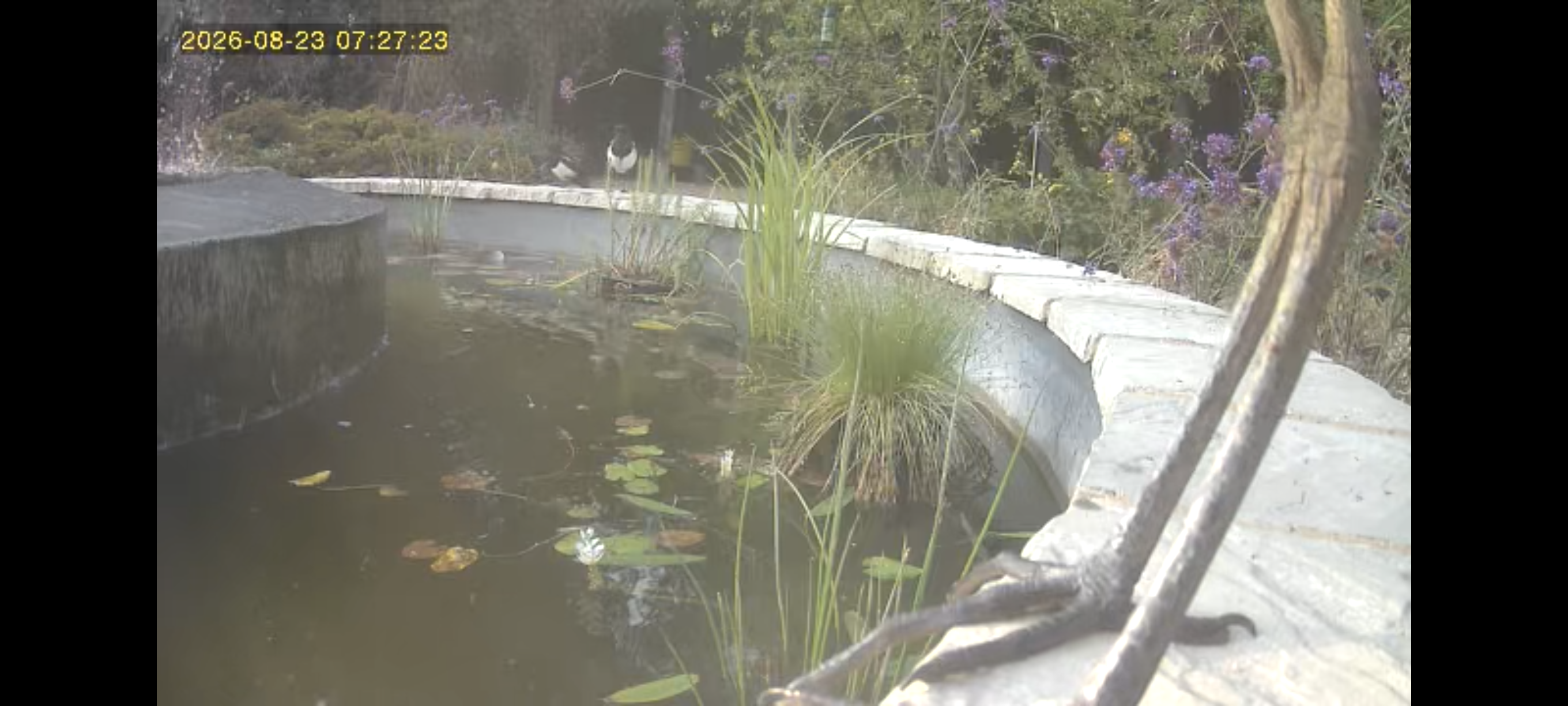 A heron is standing on the edge of the fountain pond but it is so close to the camera that you can only see its dinosaur-looking digitigrade legs