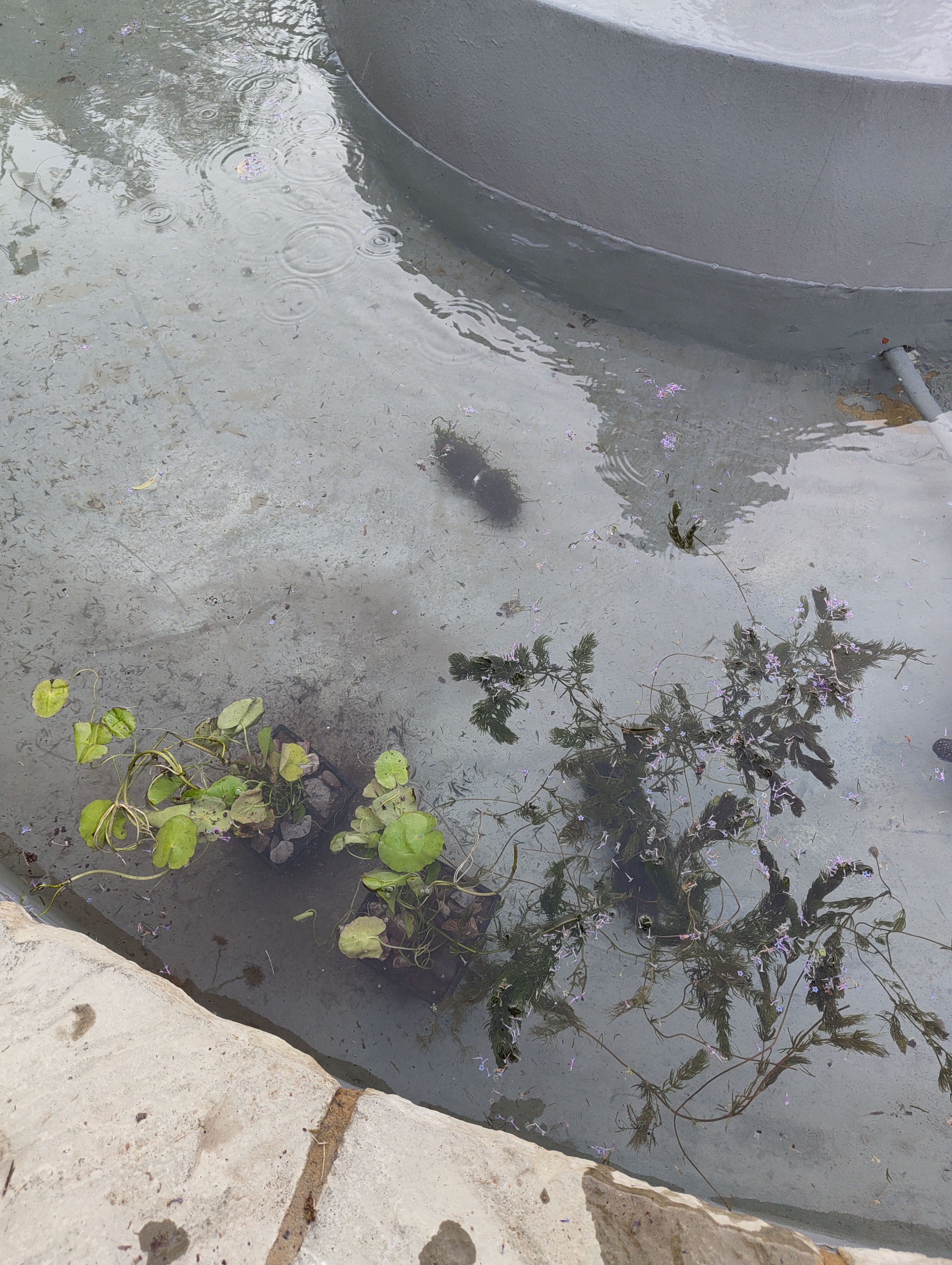 Hornwort shortly after planting