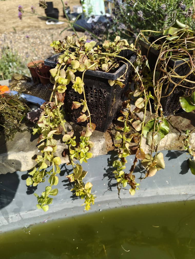 Creeping jenny, 28 Jul 2026