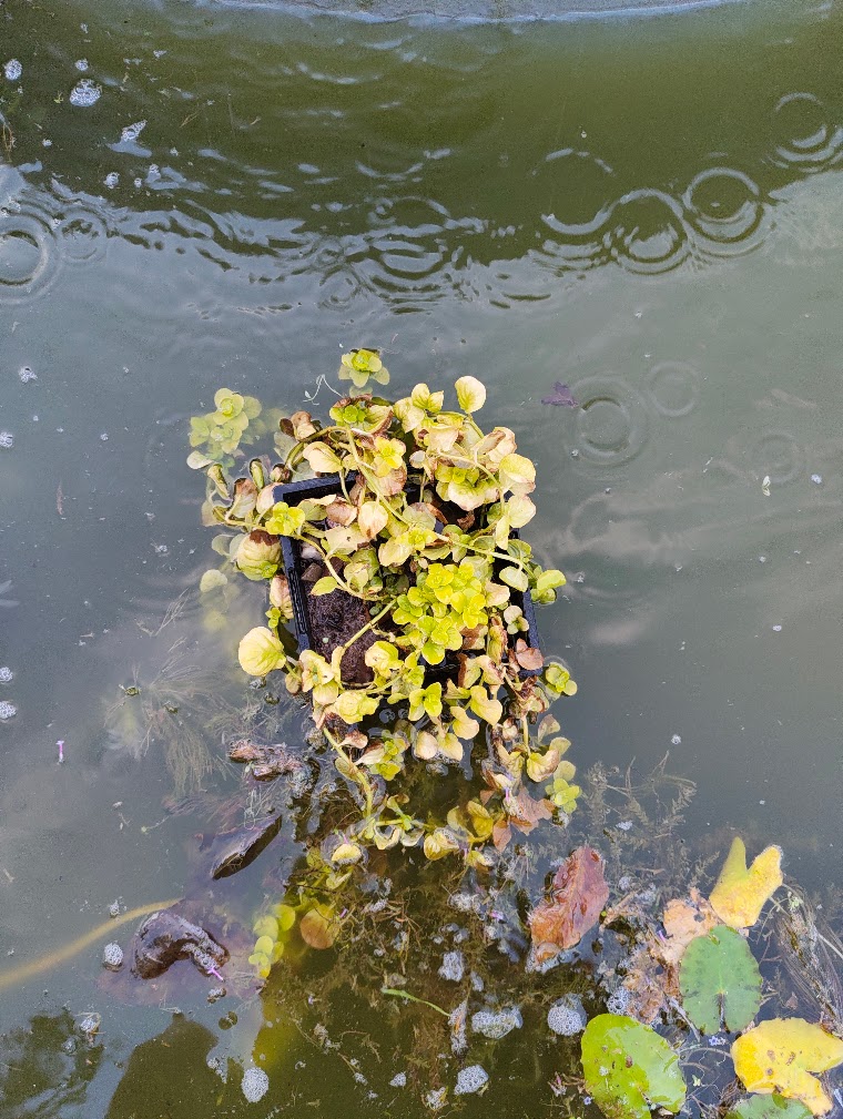 Creeping jenny, 25 Jul 2026