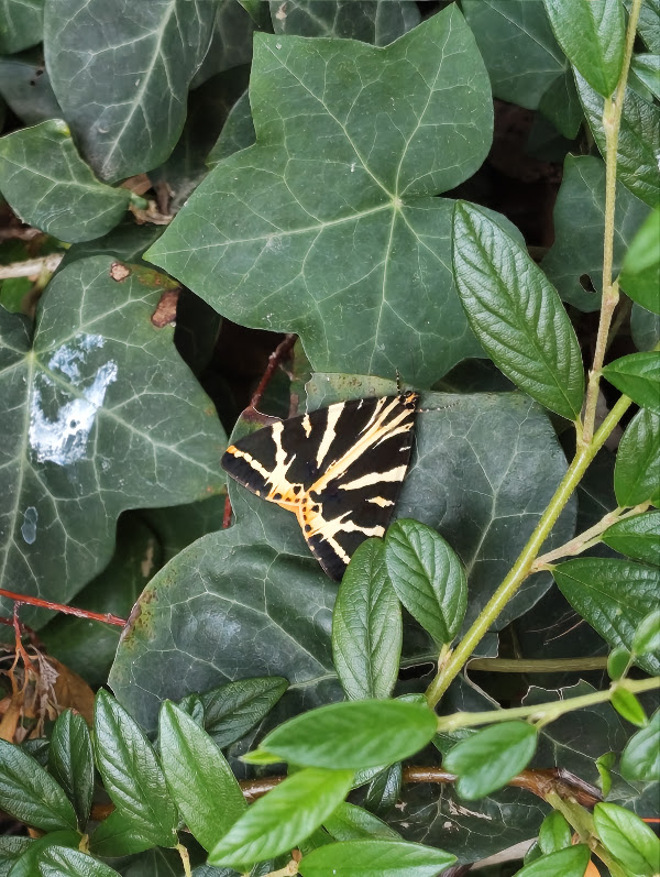 Jersey tiger moth on ivy