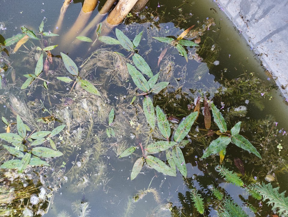 Willow grass, 25 Jul 2026