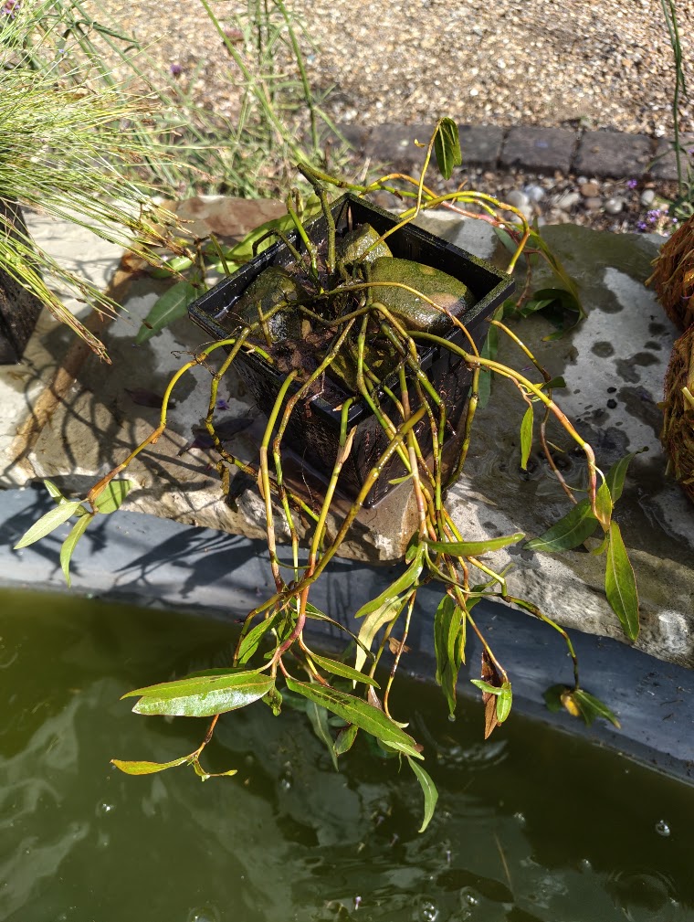 Willow grass, 28 Jul 2026