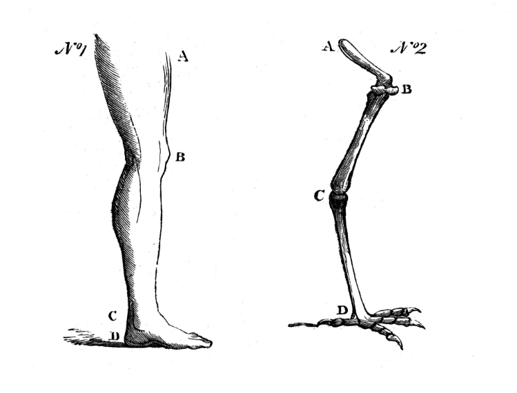 Comparative anatomy of human and bird legs