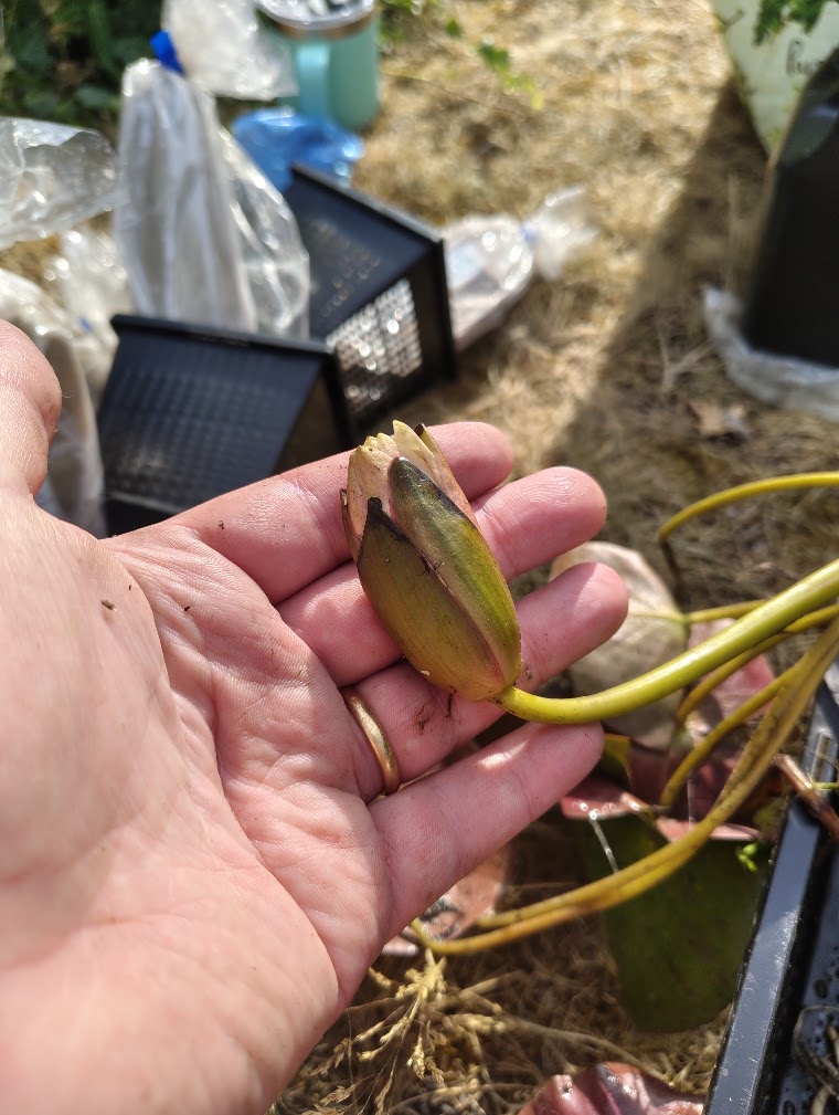 Unnamed water lily shortly after planting