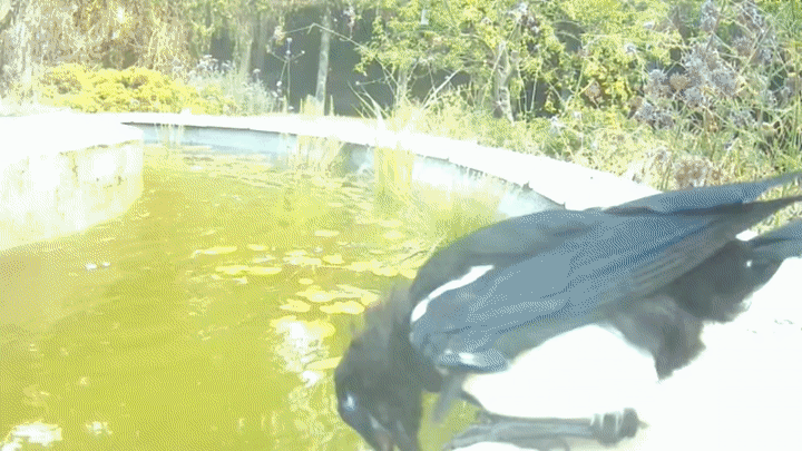 Magpie panting in the heat